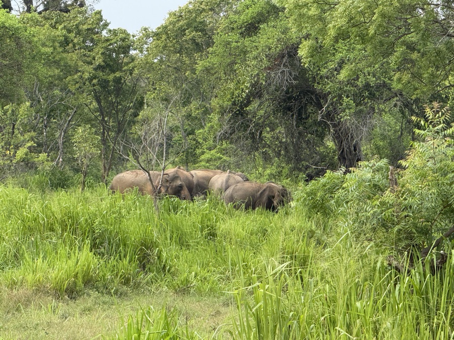 Lush tropical vegetation and verdant hill forests of Sri Lanka