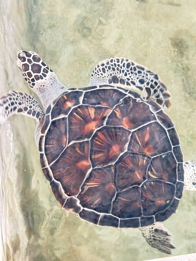 Baby sea turtle resting safely at a coastal conservation hatchery in Sri Lanka