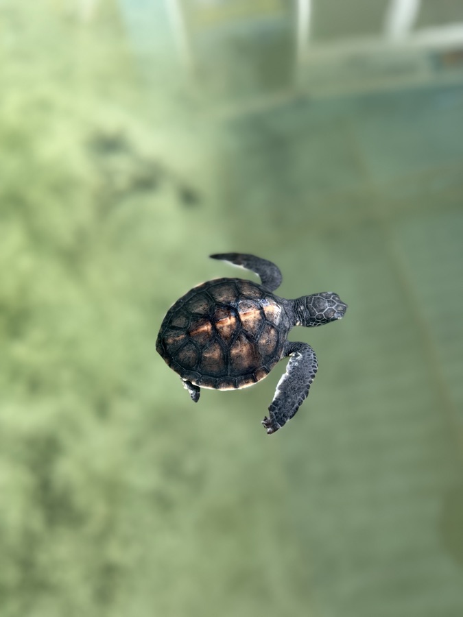 Rescued sea turtle hatchling cared for in a protected marine environment