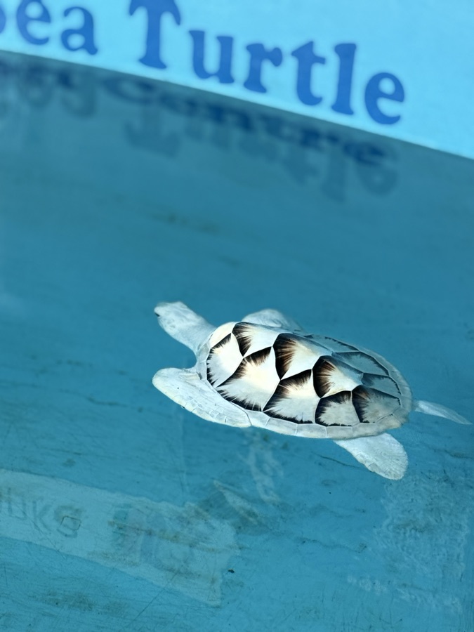 Young sea turtle swimming freely in a clean marine sanctuary pool