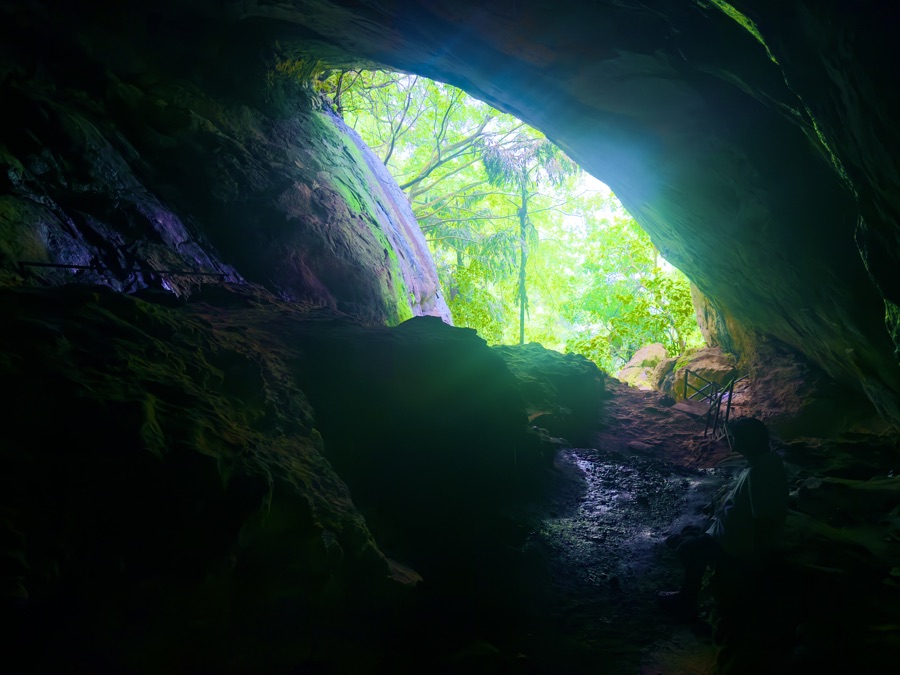 Rich shaded foliage and ancient forest flora in Sri Lanka