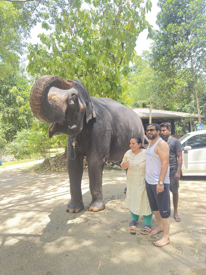 Majestic Asian elephant thriving in a protected Sri Lankan wildlife sanctuary