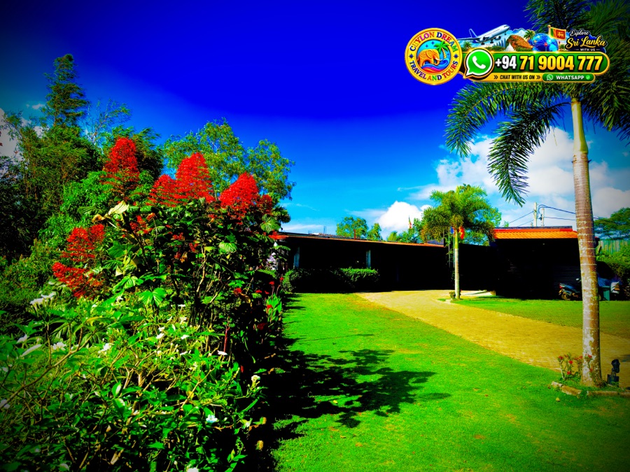 Official Ceylon Dream Tours private tour vehicle welcoming travelers in Sri Lanka