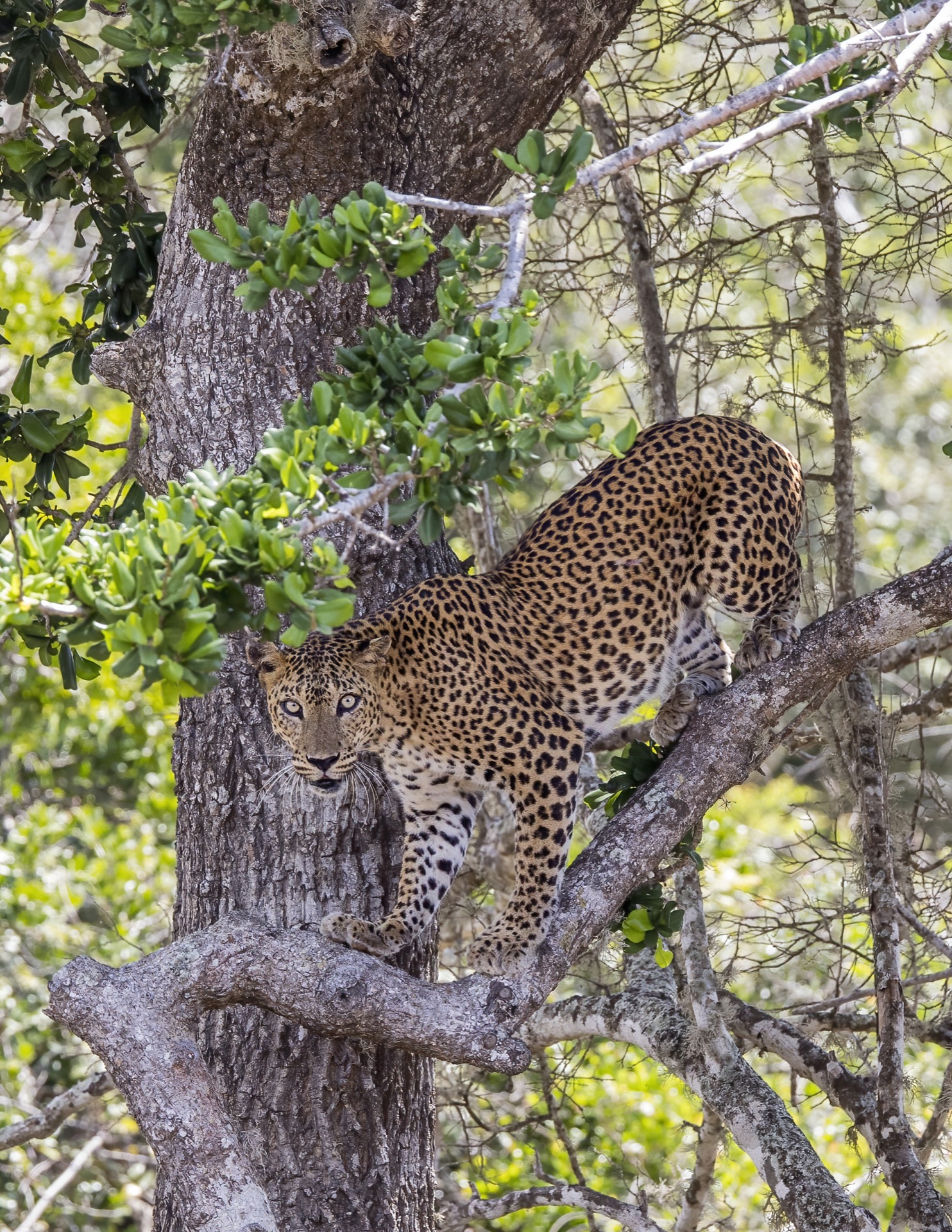 Wildlife & Safari Adventure